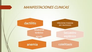 MANIFESTACIONES CLINICAS
Infecciones invasoras
por neumococo
dactilitis
Síndrome
torácico
agudo
Secuestro
esplénico
colelitiasis
anemia
 