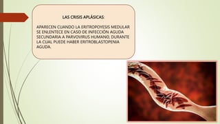 LAS CRISIS APLÁSICAS:
APARECEN CUANDO LA ERITROPOYESIS MEDULAR
SE ENLENTECE EN CASO DE INFECCIÓN AGUDA
SECUNDARIA A PARVOVIRUS HUMANO, DURANTE
LA CUAL PUEDE HABER ERITROBLASTOPENIA
AGUDA.
 