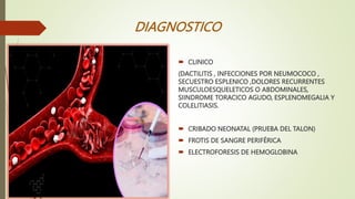 DIAGNOSTICO
 CLINICO
(DACTILITIS , INFECCIONES POR NEUMOCOCO ,
SECUESTRO ESPLENICO ,DOLORES RECURRENTES
MUSCULOESQUELETICOS O ABDOMINALES,
SIINDROME TORACICO AGUDO, ESPLENOMEGALIA Y
COLELITIASIS.
 CRIBADO NEONATAL (PRUEBA DEL TALON)
 FROTIS DE SANGRE PERIFÉRICA
 ELECTROFORESIS DE HEMOGLOBINA
 