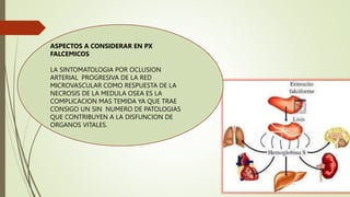 ASPECTOS A CONSIDERAR EN PX
FALCEMICOS
LA SINTOMATOLOGIA POR OCLUSION
ARTERIAL PROGRESIVA DE LA RED
MICROVASCULAR COMO RESPUESTA DE LA
NECROSIS DE LA MEDULA OSEA ES LA
COMPLICACION MAS TEMIDA YA QUE TRAE
CONSIGO UN SIN NUMERO DE PATOLOGIAS
QUE CONTRIBUYEN A LA DISFUNCION DE
ORGANOS VITALES.
 