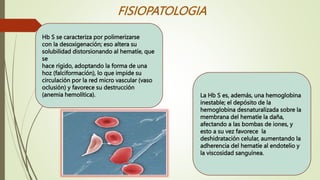 FISIOPATOLOGIA
Hb S se caracteriza por polimerizarse
con la desoxigenación; eso altera su
solubilidad distorsionando al hematíe, que
se
hace rígido, adoptando la forma de una
hoz (falciformación), lo que impide su
circulación por la red micro vascular (vaso
oclusión) y favorece su destrucción
(anemia hemolítica). La Hb S es, además, una hemoglobina
inestable; el depósito de la
hemoglobina desnaturalizada sobre la
membrana del hematíe la daña,
afectando a las bombas de iones, y
esto a su vez favorece la
deshidratación celular, aumentando la
adherencia del hematíe al endotelio y
la viscosidad sanguínea.
 