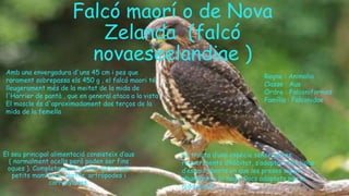 Falcó maorí o de Nova
Zelanda (falcó
novaeseelandiae )
El seu principal alimentació consisteix d’aus
( normalment ocells però poden ser fins
oques ). Completament la seva dieta amb
petits mamífers, rèptils, artròpodes i
carronyaires.
Es tracta d’una espècie sense gaires
requeriments d’hàbitat, s’adapta a tot tipus
d’espais oberts en que les preses siguin
abundants i hi hagin llocs adaptats per la
nidificació.
Amb una envergadura d'uns 45 cm i pes que
rarament sobrepassa els 450 g , el falcó maori té
lleugerament més de la meitat de la mida de
l'Harrier de pantà , que en general ataca a la vista .
El mascle és d'aproximadament dos terços de la
mida de la femella
Regne : Animalia
Classe : Aus
Ordre : Falconiformes
Família : Falconidae
 