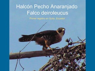   Halcón Pecho Anaranjado  Falco deiroleucus     Primer registro en Quito, Ecuador 