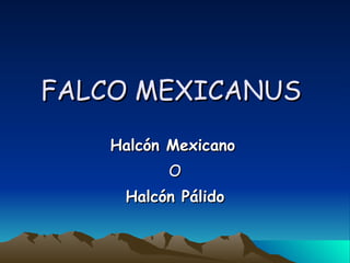 FALCO MEXICANUS  Halcón Mexicano   O Halcón Pálido   