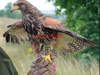 falconry
 