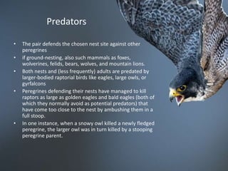 Stooping Raptor Image Falcons in Pakistan | PPTX