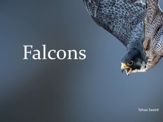 Falcons
Tahaa Saeed
 