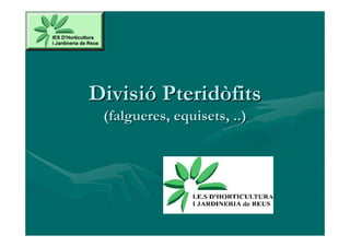 Divisió Pteridòfits
 (falgueres, equisets, ..)
 