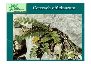 Ceterach officinarum
 
