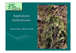 Asplenium
  trichomanes

Alins de Broto, 1400 m, 27-3-02
 