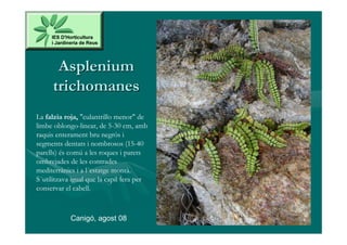 Asplenium
      trichomanes
La falzia roja, "culantrillo menor" de
limbe oblongo-linear, de 5-30 cm, amb
raquis enterament bru negrós i
segments dentats i nombrosos (15-40
parells) és comú a les roques i parets
ombrejades de les contrades
mediterrànies i a l´estatge montà.
S´utilitzava igual que la capil·lera per
conservar el cabell.



            Canigó, agost 08
 