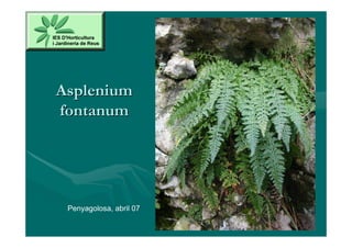 Asplenium
fontanum




 Penyagolosa, abril 07
 