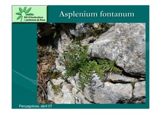 Asplenium fontanum




Penyagolosa, abril 07
 