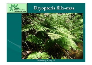 Dryopteris filix-mas




 Montseny, 4 juny 06
 