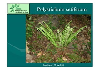 Polystichum setiferum




  Montseny, 30 avril 06
 
