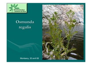 Osmunda
 regalis




 Montseny, 30 avril 06
 