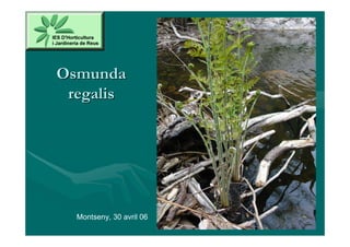Osmunda
 regalis




  Montseny, 30 avril 06
 