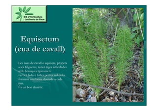 Equisetum
(cua de cavall)
 Les cues de cavall o equisets, propers
 a les falgueres, tenen tiges articulades
 amb branques tipicament
 verticil.lades i fulles petites soldades
 formant una beina dentada a cada
 nus.
 És un bon diurètic.
 
