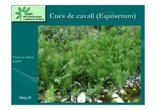 Cues de cavall (Equisetum)




Viuen en indrets
humits.




     Maig 05
 