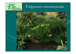 Falgueres ornamentals
 