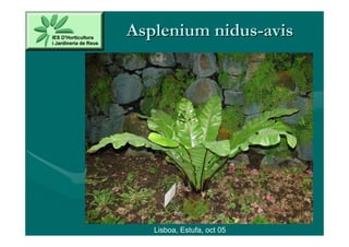 Asplenium nidus-avis




   Lisboa, Estufa, oct 05
 