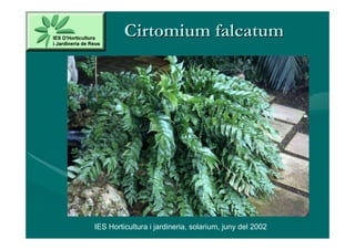 Cirtomium falcatum




IES Horticultura i jardineria, solarium, juny del 2002
 