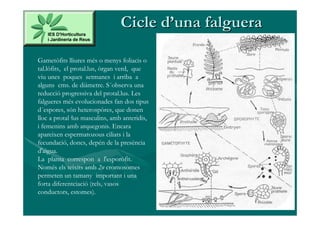 Cicle d’una falguera

Gametòfits lliures més o menys foliacis o
tal.lòfits, el protal.lus, òrgan verd, que
viu unes poques setmanes i arriba a
alguns cms. de diàmetre. S´observa una
reducció progressiva del protal.lus. Les
falgueres més evolucionades fan dos tipus
d´espores, són heterospòres, que donen
lloc a protal·lus masculins, amb anteridis,
i femenins amb arquegonis. Encara
apareixen espermatozous ciliats i la
fecundació, doncs, depén de la presència
d'aigua.
La planta correspon a l'esporòfit.
Només els teixits amb 2n cromosomes
permeten un tamany important i una
forta diferentciació (rels, vasos
conductors, estomes).
 