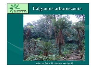 Falgueres arborescents




 Valle dos Fetos, Montserrate, octubre 07
 