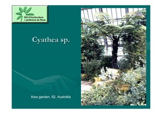 Cyathea sp.




Kew garden, 92, Austràlia
 