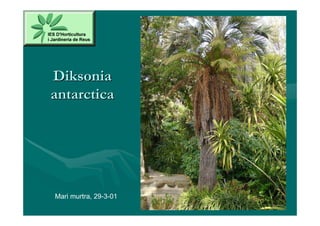 Diksonia
antarctica




Mari murtra, 29-3-01
 