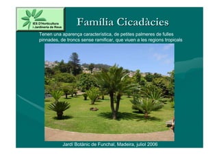 Família Cicadàcies
Tenen una aparença característica, de petites palmeres de fulles
pinnades, de troncs sense ramificar, que viuen a les regions tropicals




           Jardí Botànic de Funchal, Madeira, juliol 2006
 