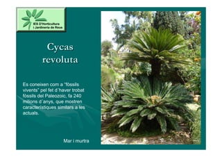 Cycas
         revoluta

Es coneixen com a “fòssils
vivents” pel fet d´haver trobat
fòssils del Paleozoic, fa 240
milions d´anys, que mostren
característiques similars a les
actuals.




                    Mar i murtra
 
