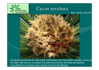 Cycas revoluta
                                                                Mar i murtra, 20-4-06




les plantes femenines fan unes fulles modificades molt més petites i peludes, al mig de
les fulles, fent com un niu portant a la base els primordis seminals que després
s´envoltaran d´una closca dura, marron, de 3 cm de diàmetre.
 
