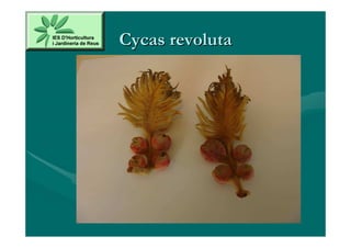 Cycas revoluta
 