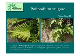 Polipodium vulgare
                                                                          Aleixar, febrer 06




El polipodi o herba pigotera, Polypodium vulgare, es fa sobre murs o soques velles en llocs
ombrejats, els frondes de 20-30 cm, són pinnatipartits o pinnatisectes, glabres, amb sorus
sense indusi de color de taronja.
 