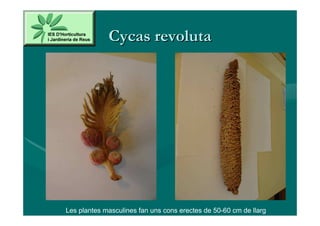 Cycas revoluta




Les plantes masculines fan uns cons erectes de 50-60 cm de llarg
 