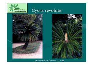 Cycas revoluta




 Jardí botànic de Coimbra, 17-8-99
 