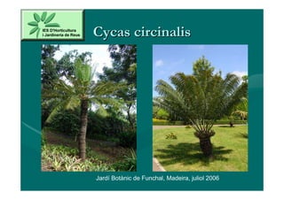 Cycas circinalis




Jardí Botànic de Funchal, Madeira, juliol 2006
 