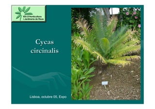 Cycas
circinalis




Lisboa, octubre 05, Expo
 