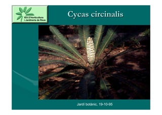 Cycas circinalis




  Jardí botànic, 19-10-95
 