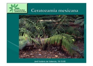 Ceratozamia mexicana




 Jardí botànic de Valencia, 19-10-95
 