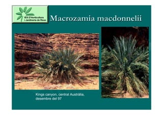 Macrozamia macdonnelii




Kings canyon, central Austràlia,
desembre del 97
 