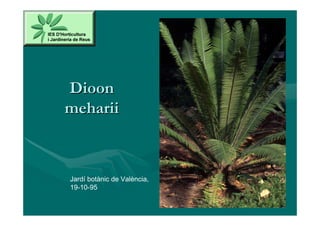 Dioon
meharii



Jardí botànic de València,
19-10-95
 