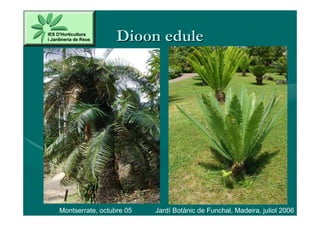 Dioon edule




Montserrate, octubre 05   Jardí Botànic de Funchal, Madeira, juliol 2006
 