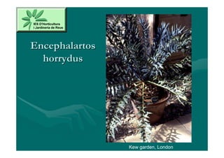 Encephalartos
  horrydus




                Kew garden, London
 