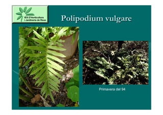 Polipodium vulgare




         Primavera del 94
 