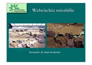 Welwitchia mirabilis




Kew garden, 92, desert de Namibia
 