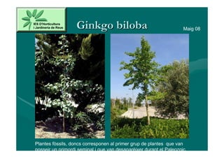Ginkgo biloba                                     Maig 08




Plantes fòssils, doncs corresponen al primer grup de plantes que van
posseir un primordi seminal i que van desaparèixer durant el Paleozoic.
 