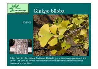 Ginkgo biloba

              20-11-08




Arbre dioic de fulla caduca, flaviforme, bilobada que pren un color groc daurat a la
tardor. Les fulles es troben inserides helicoidalment sobre una branqueta curta
anomenada braquiblast.
 