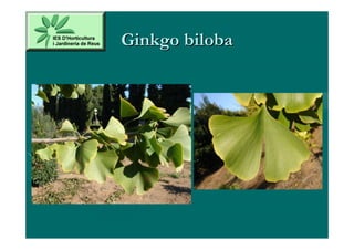 Ginkgo biloba
 